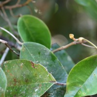 Stemonoporus kanneliyensis Kosterm.